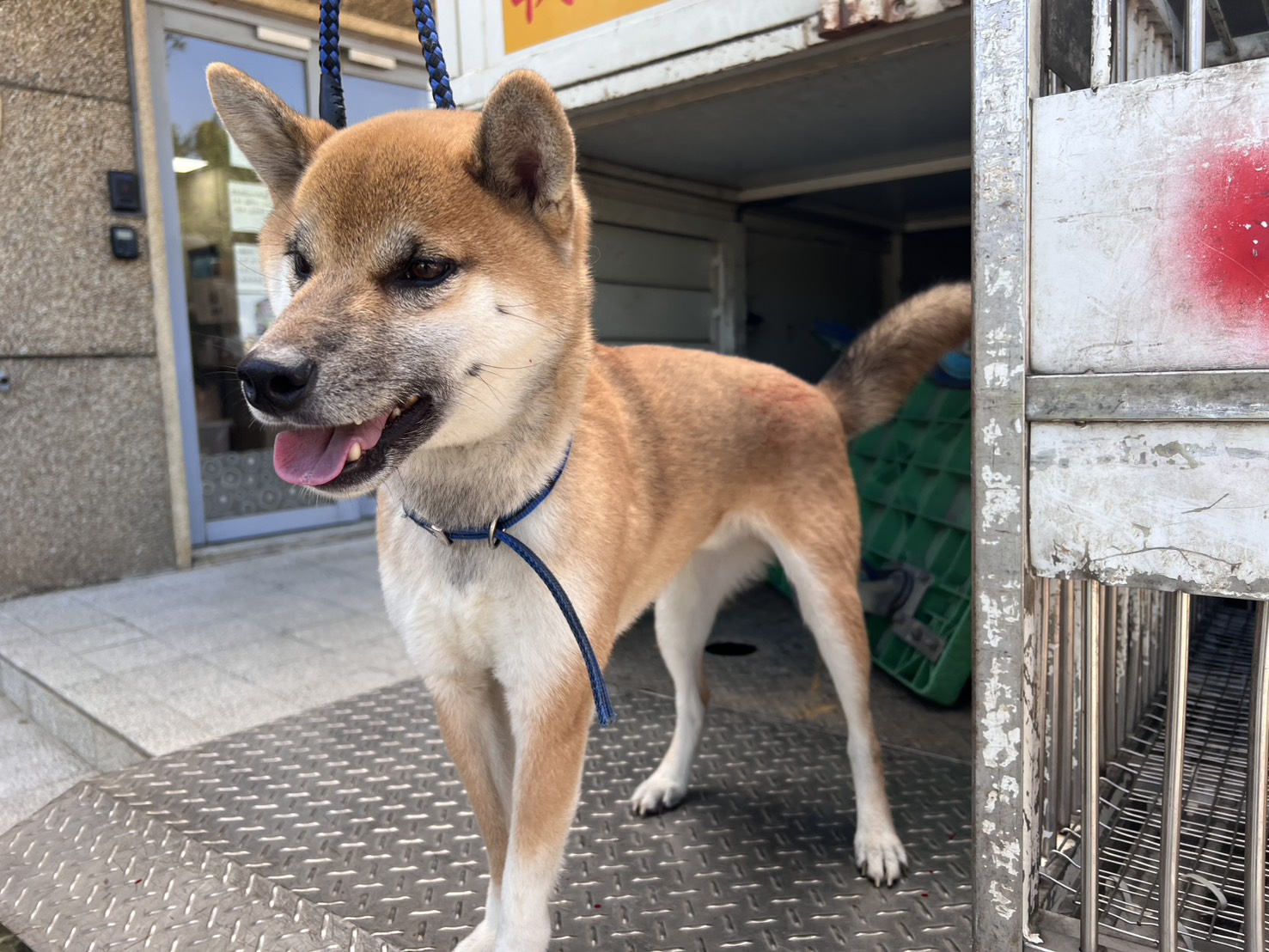 Photo of No. CAAAG1141224001, Adult · Male · Medium · Shiba Inu