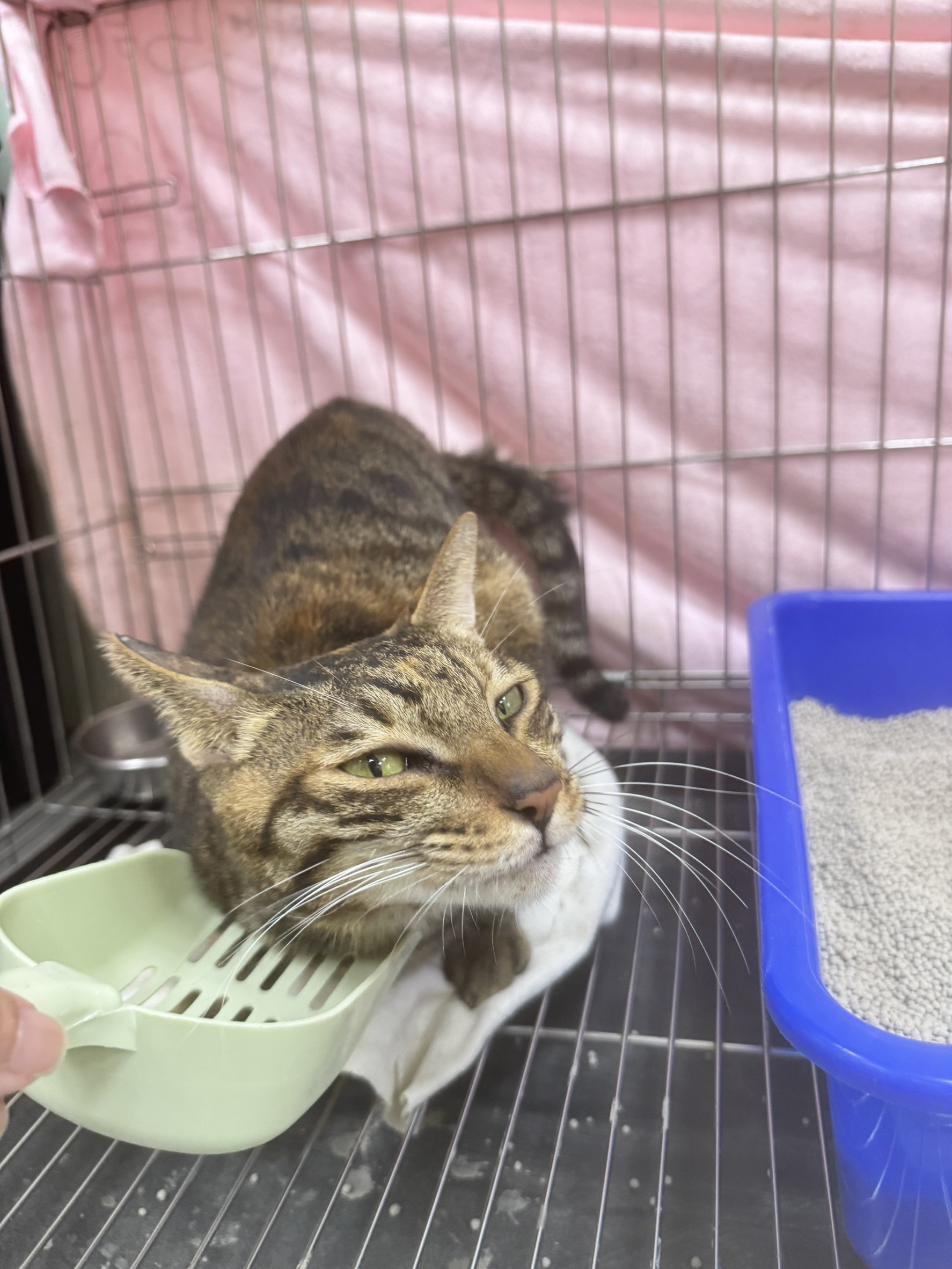 Photo of No. AAAIG1141224003, Adult · Female · Small · Mixed breed