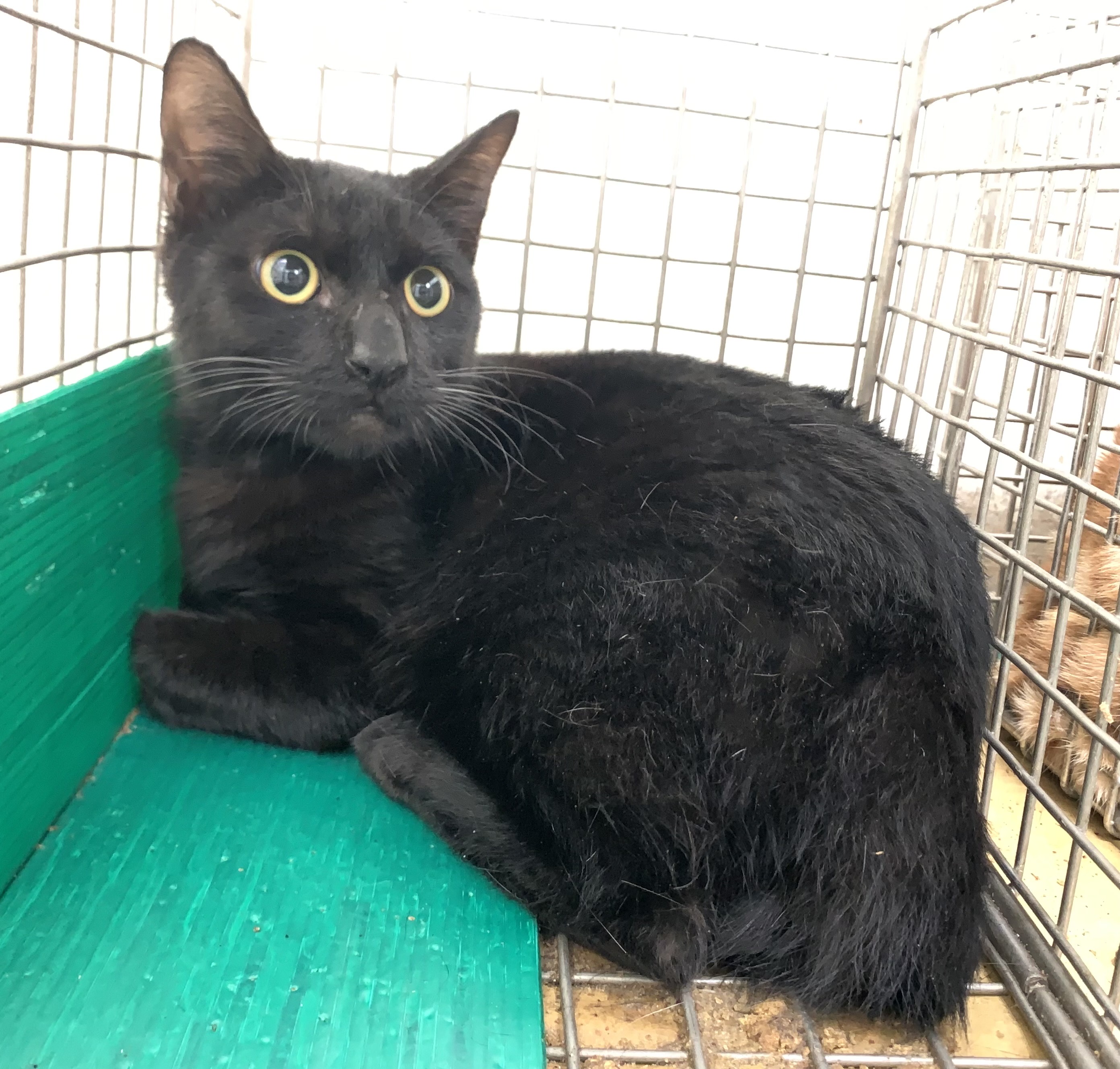 Black adult male mixed-breed cat, Small, shelter no. …2601