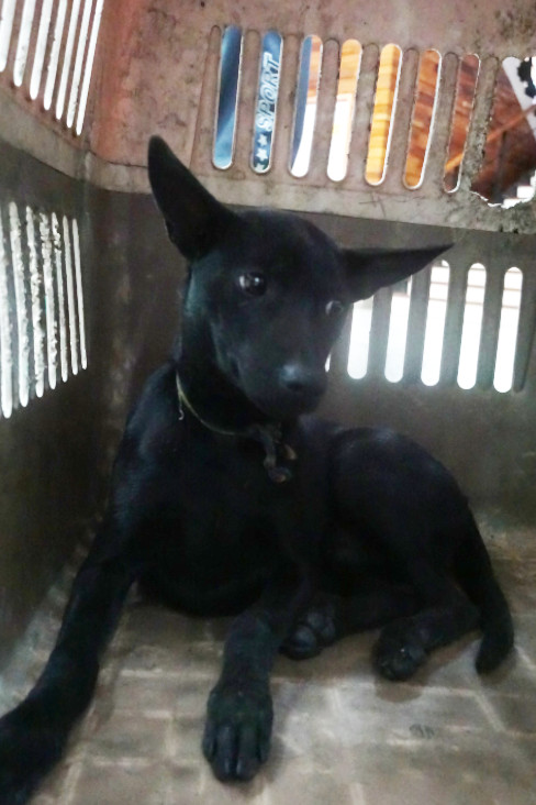 Photo of No. 1142314, Young · Male · Medium · Mixed breed