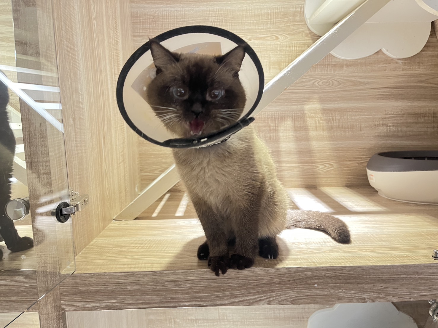 Photo of No. CAAAG1141229002, Young · Male · Medium · Siamese