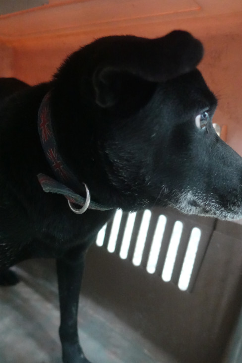Photo of No. 1142319, Adult · Male · Large · Mixed breed