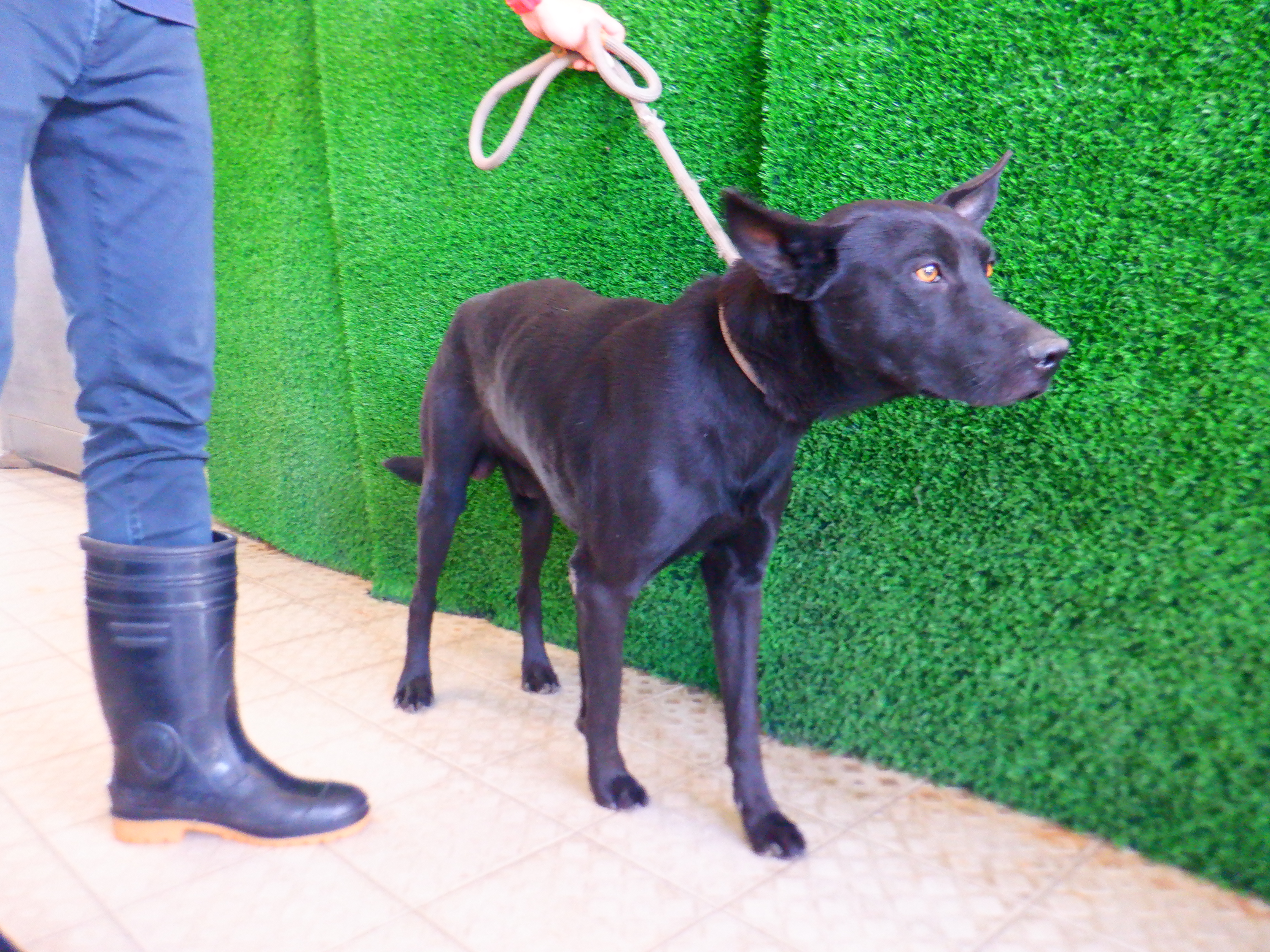 Photo of No. HAAAG1141230729, Adult · Male · Medium · Mixed breed