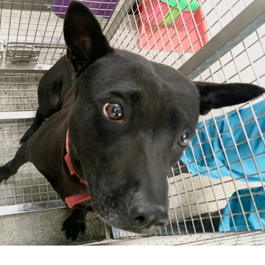 Photo of No. VAAAG114123004, Adult · Male · Medium · Mixed breed