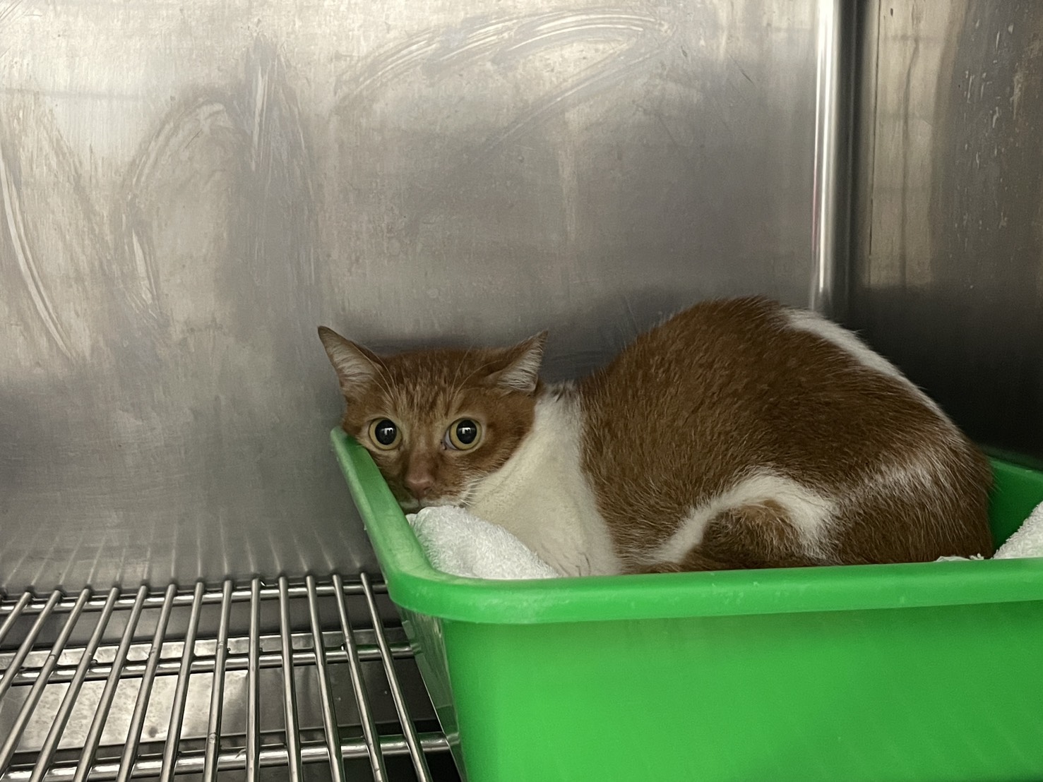 Photo of No. VAAAG114123106, Adult · Female · Small · Mixed breed