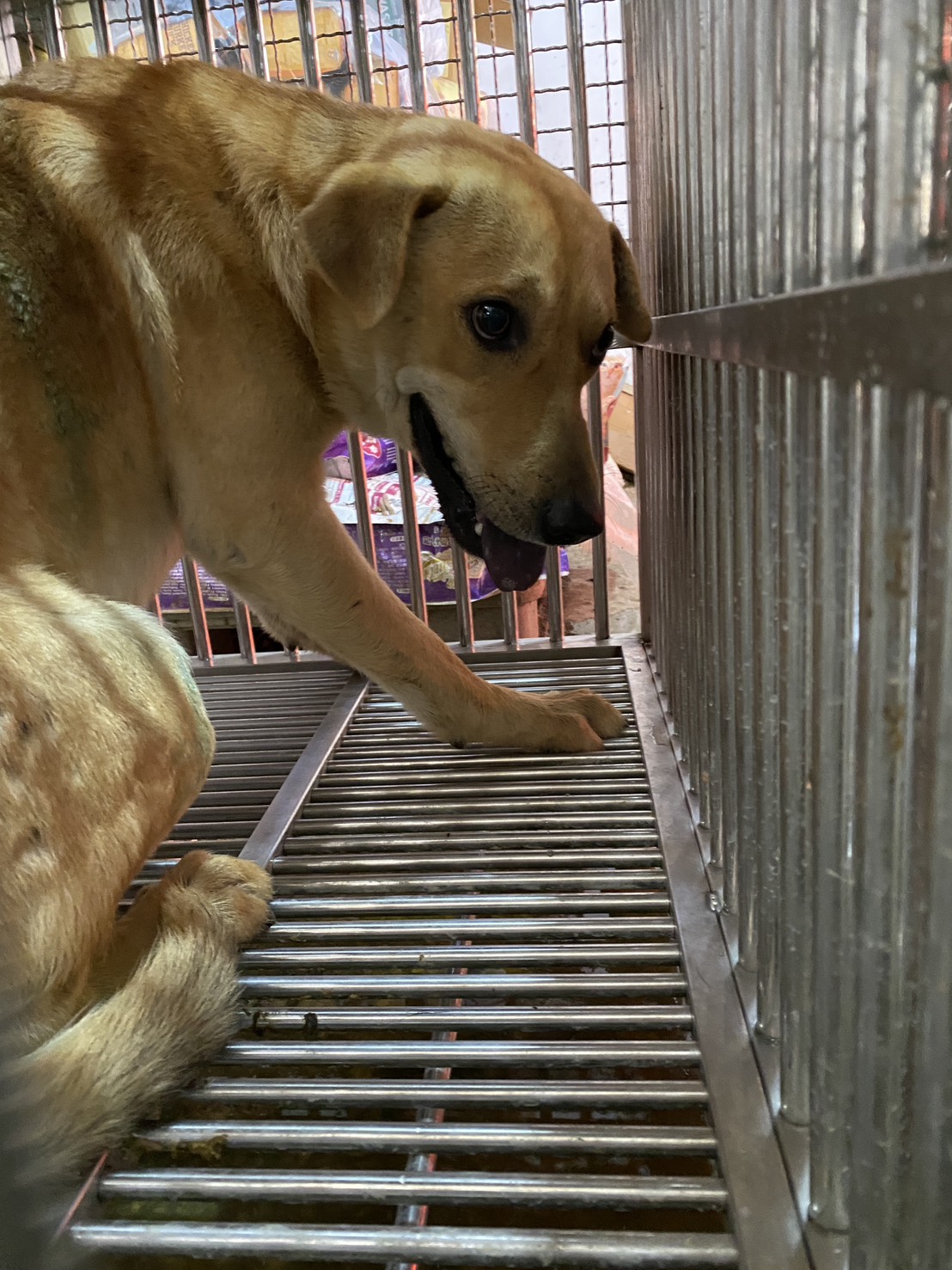 Photo of No. S141231-02, Adult · Male · Medium · Mixed breed