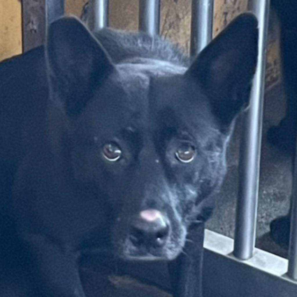Photo of No. PAAAG1141215007, Adult · Female · Large · Mixed breed