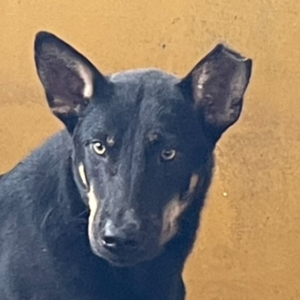 Photo of No. PAAAG1141115013, Adult · Male · Large · Mixed breed