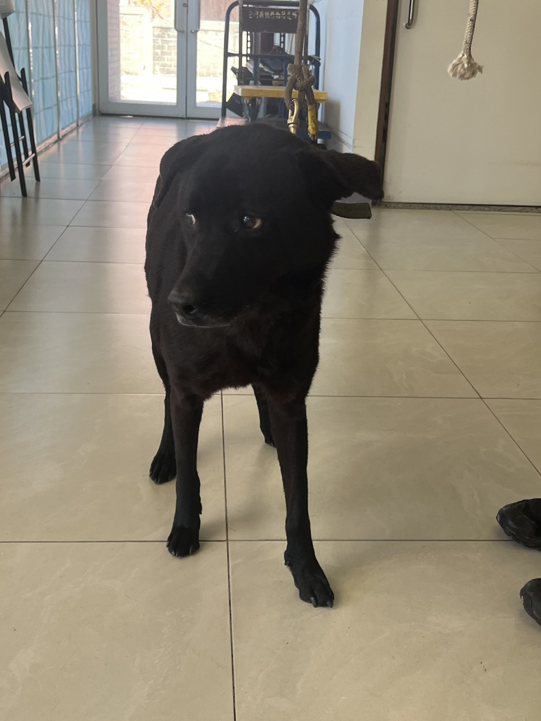 Photo of No. 1141224D01, Adult · Female · Medium · Mixed breed
