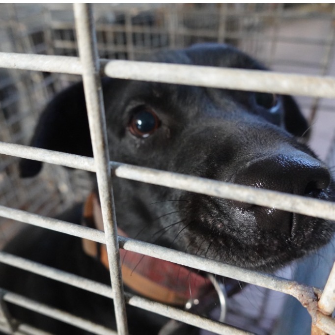 Photo of No. W150102-04, Adult · Female · Medium · Mixed breed