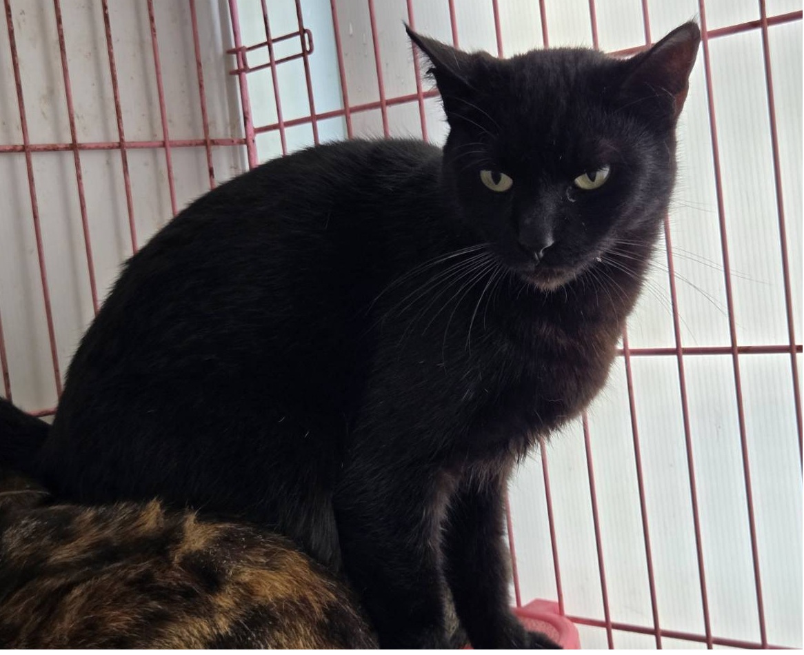 Photo of No. VAAAG115010405, Adult · Female · Medium · Mixed breed