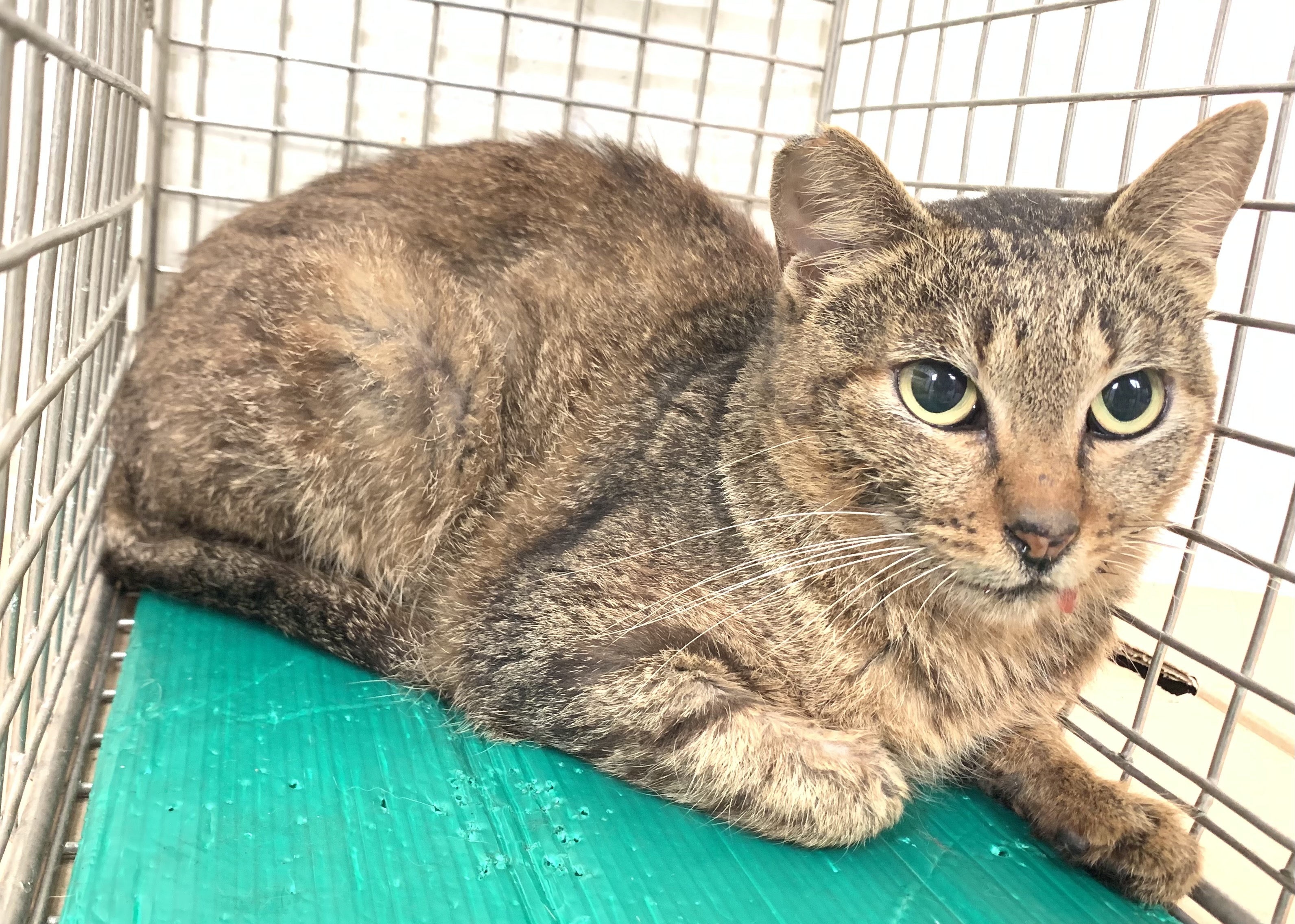 Photo of No. VAAAG115010504, Adult · Female · Small · Mixed breed