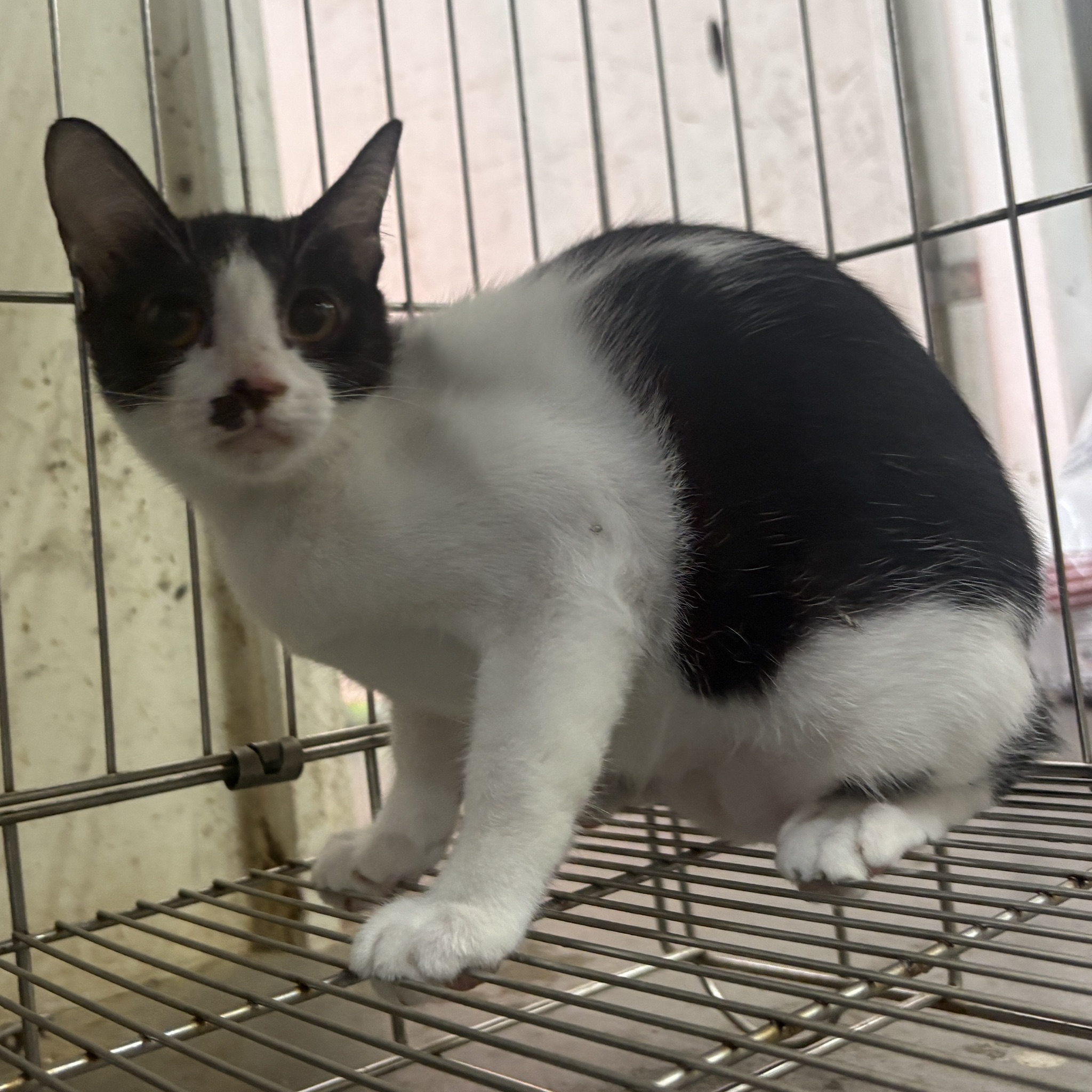 Photo of No. AAAHG1150105003, Young · Female · Medium · Mixed breed