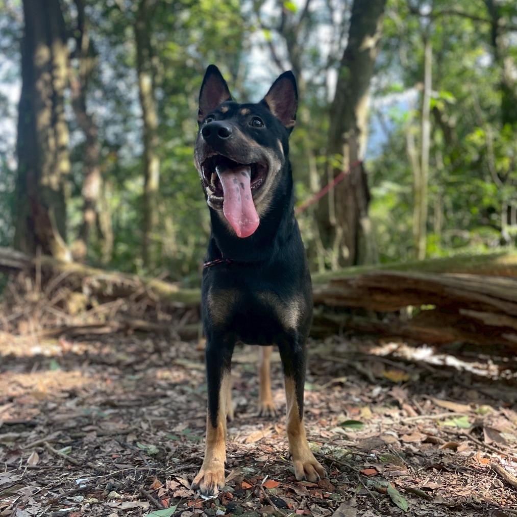 Photo of No. AAACG1141209001, Adult · Male · Large · Mixed breed