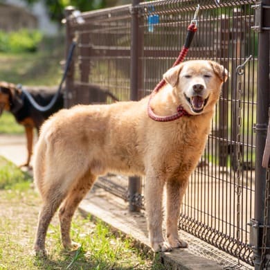 Photo of No. 1110355, Adult · Male · Large · Mixed breed