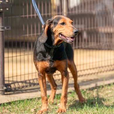 Black-and-brown adult male mixed-breed dog, Large, shelter no. …0803