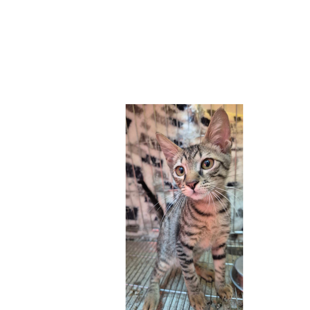 Tabby young female mixed-breed cat, Small, shelter no. …1004