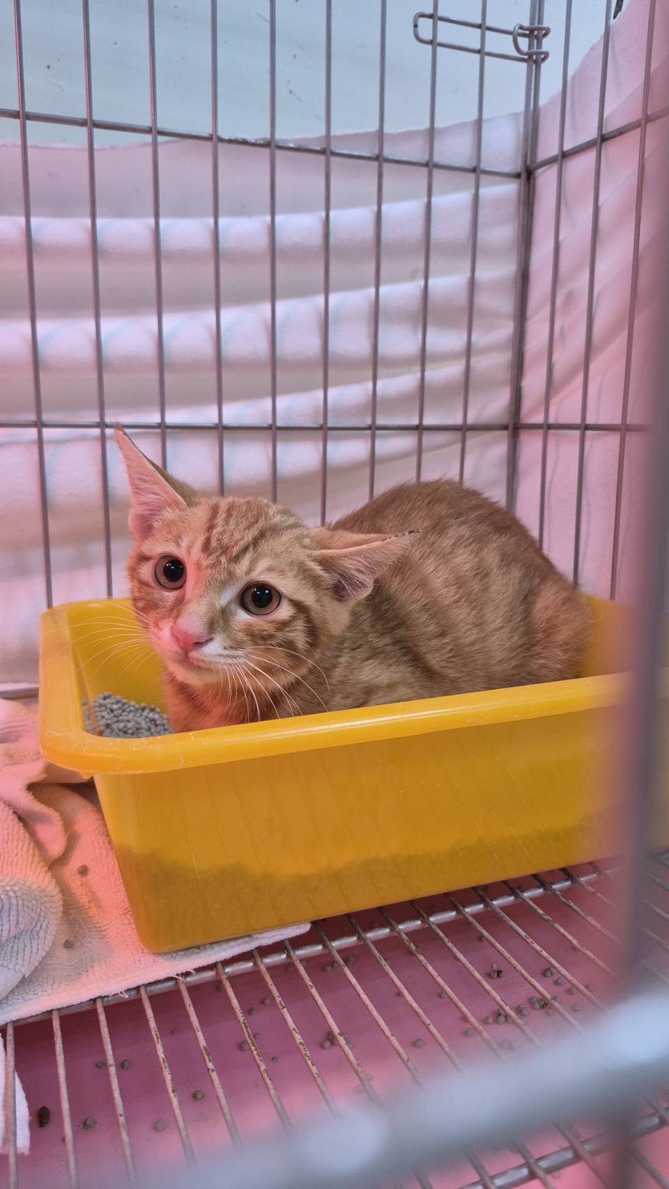 Photo of No. AAAIG1150107003, Young · Male · Small · Mixed breed