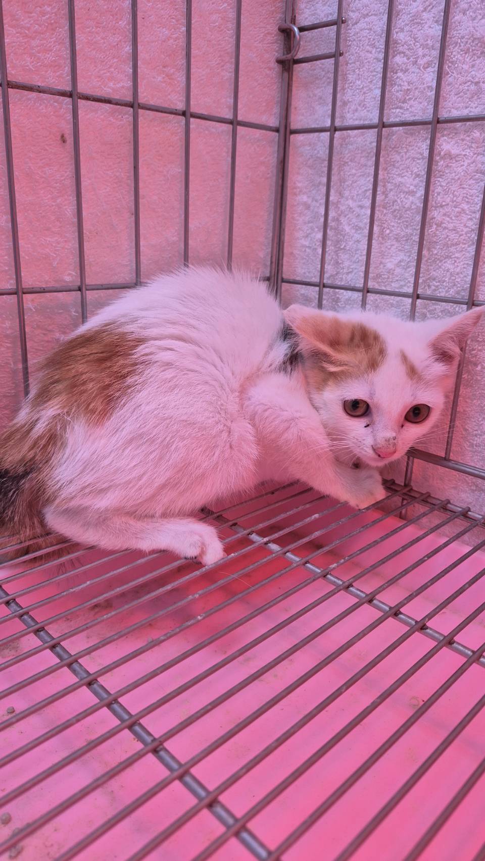 Photo of No. AAAIG1150107004, Young · Female · Small · Mixed breed