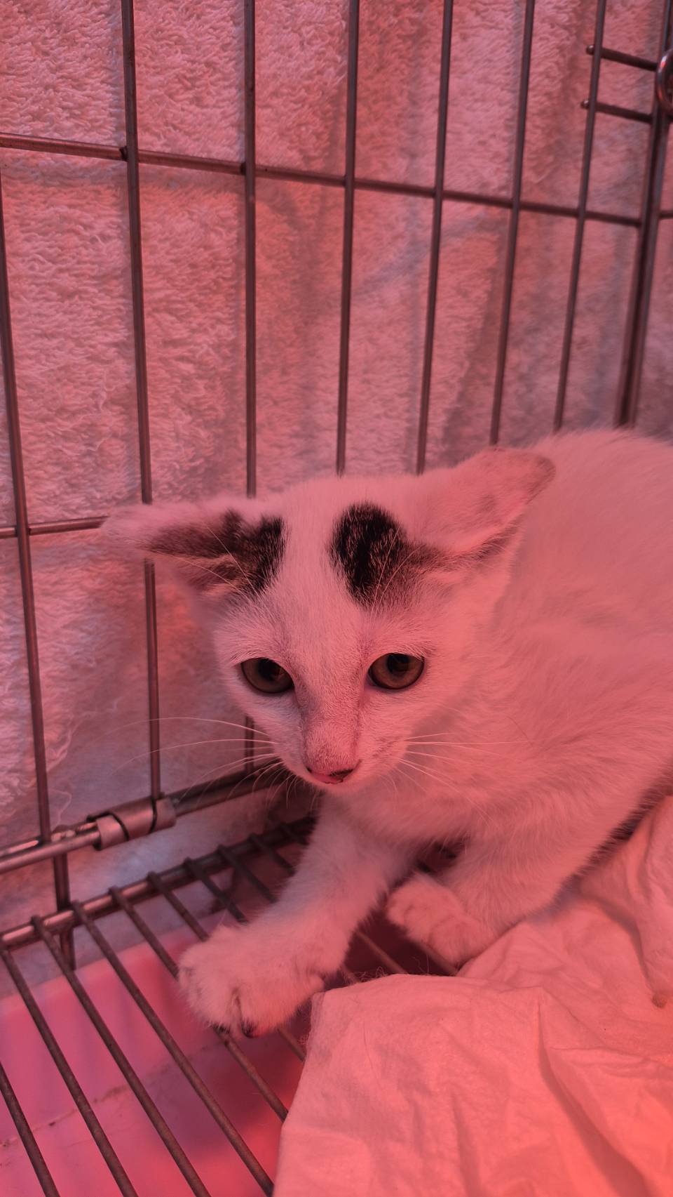 Photo of No. AAAIG1150107005, Young · Male · Small · Mixed breed