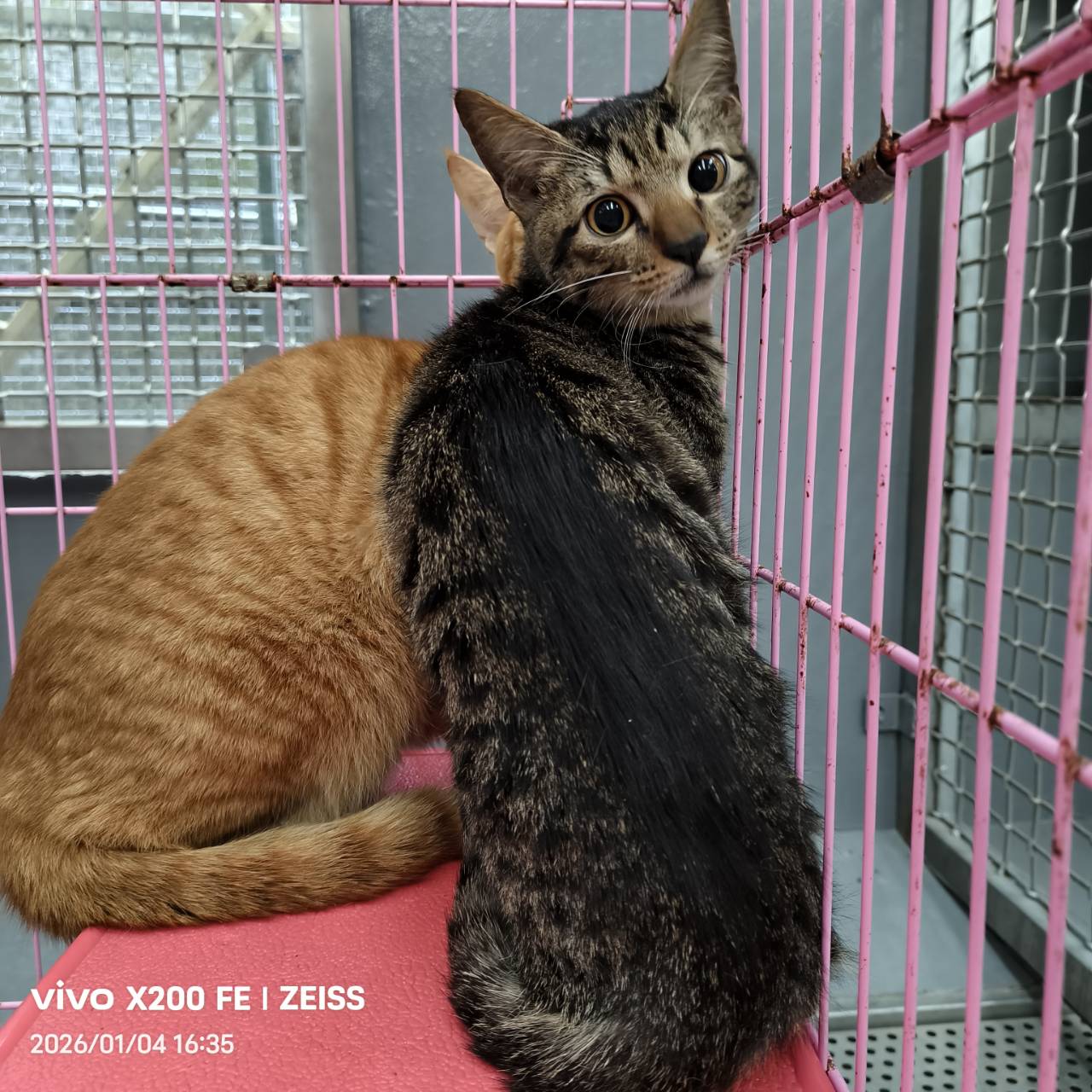 Photo of No. AAAJG1150107003, Adult · Male · Medium · Mixed breed