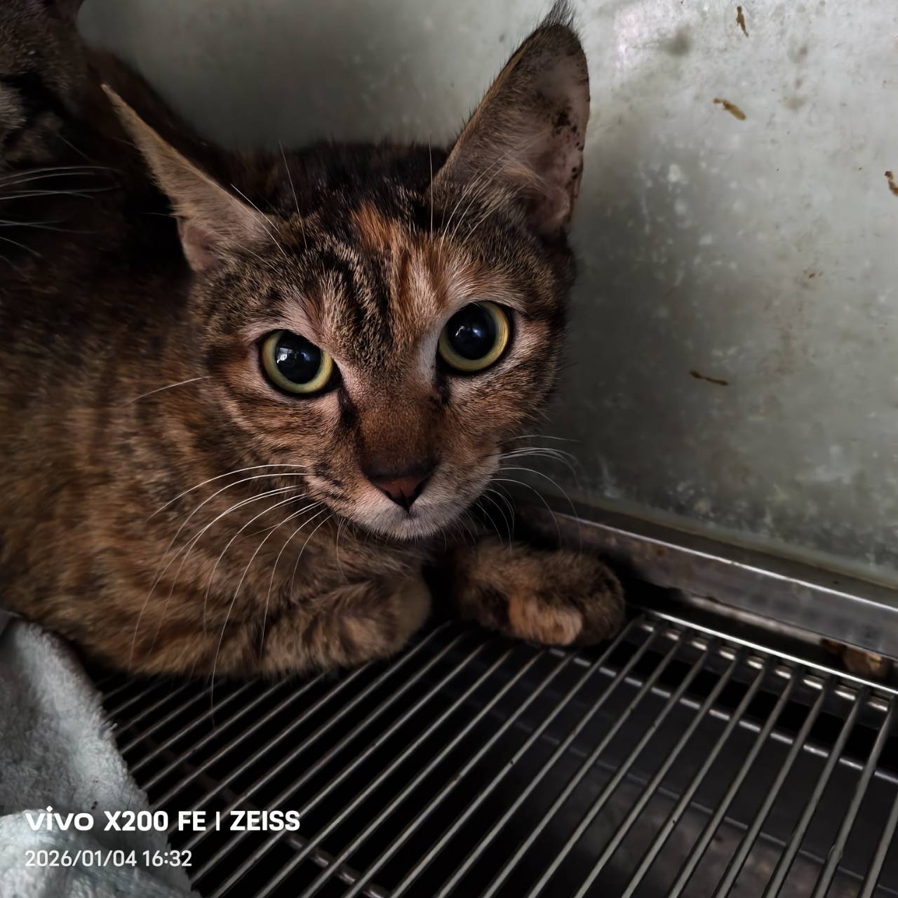 Photo of No. AAAJG1150107007, Adult · Female · Medium · Mixed breed