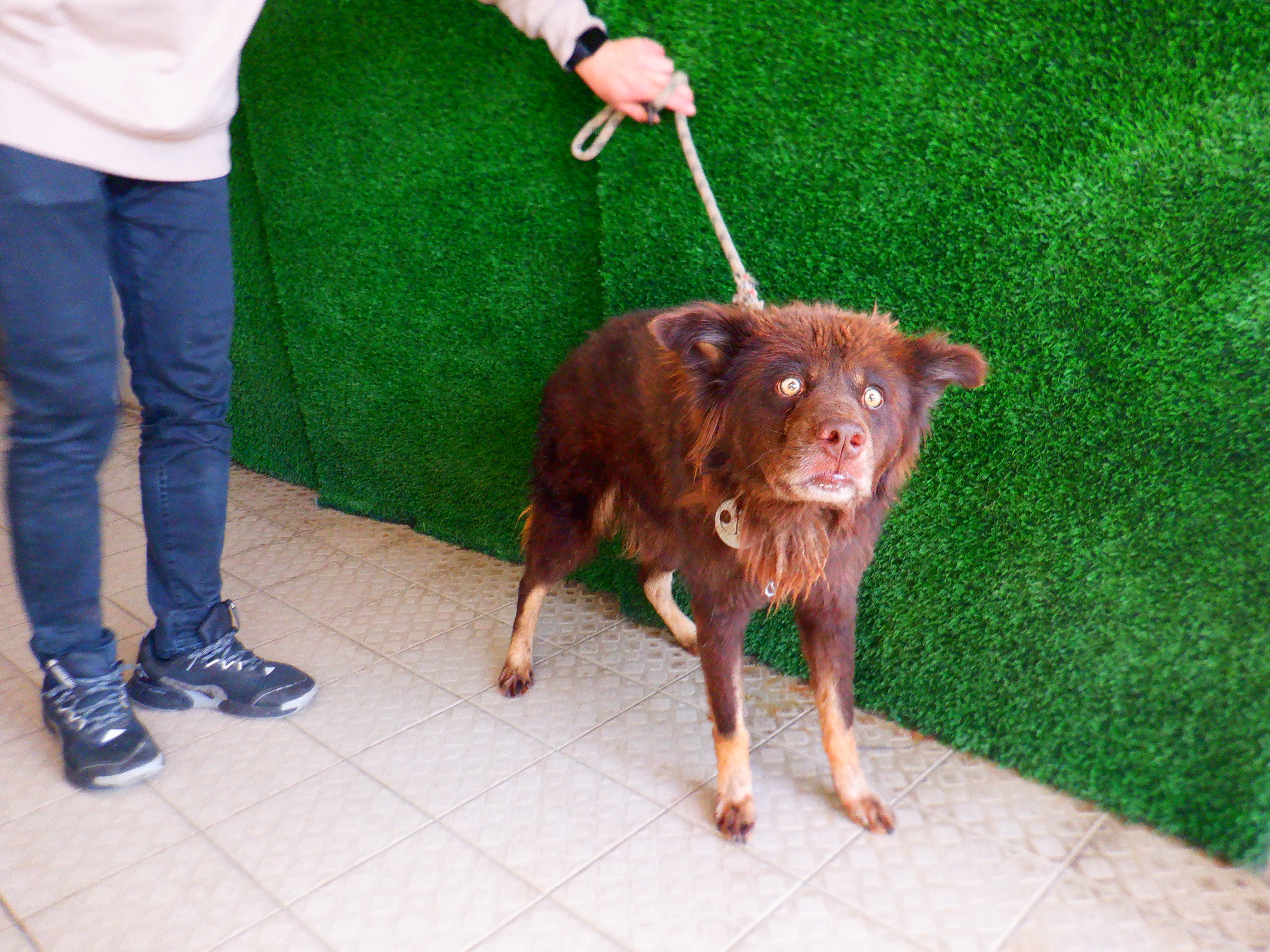 Photo of No. HAAAG1150107219, Adult · Male · Medium · Mixed breed
