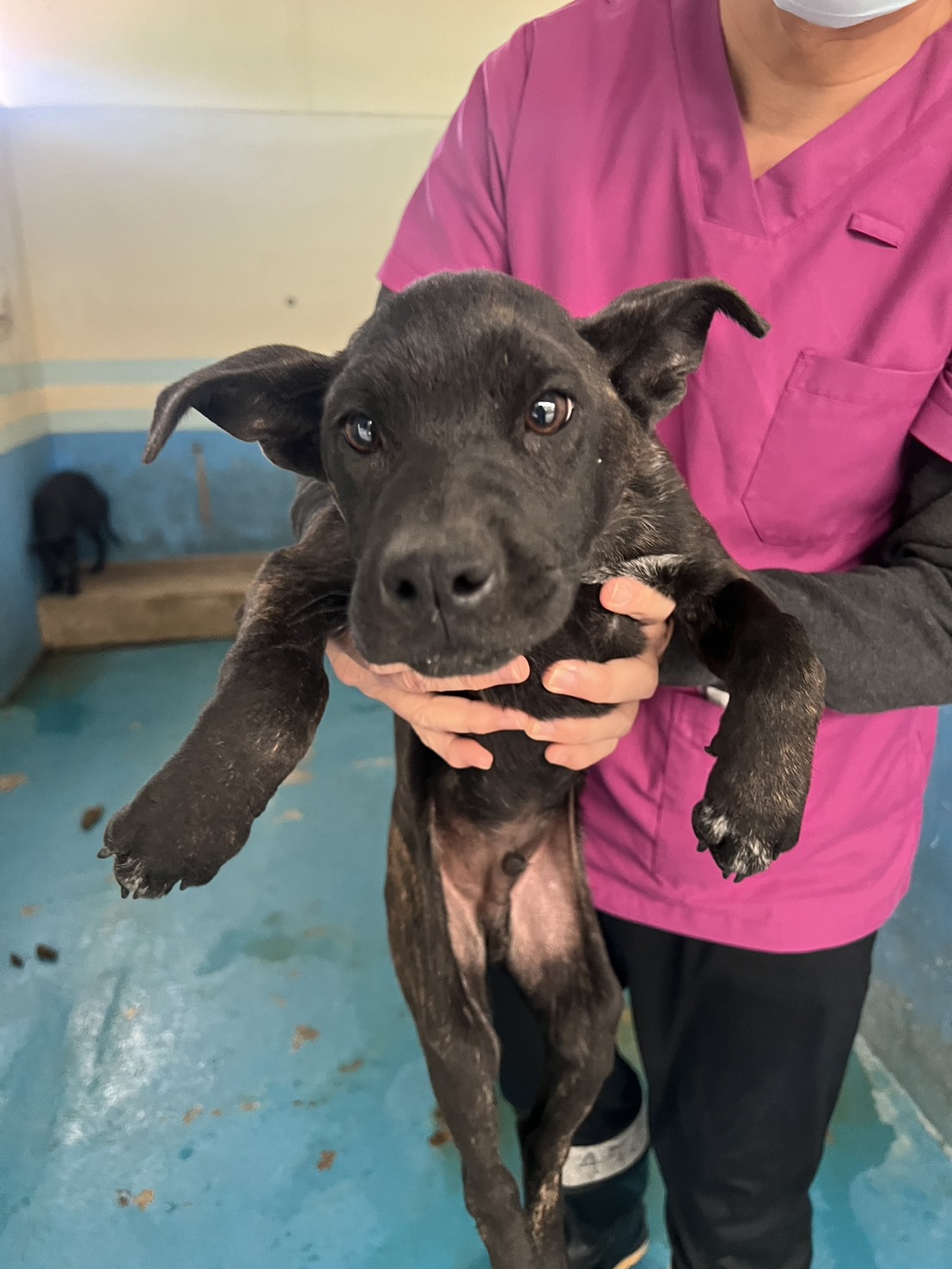 Photo of No. EAAAG1150108004, Adult · Male · Medium · Mixed breed