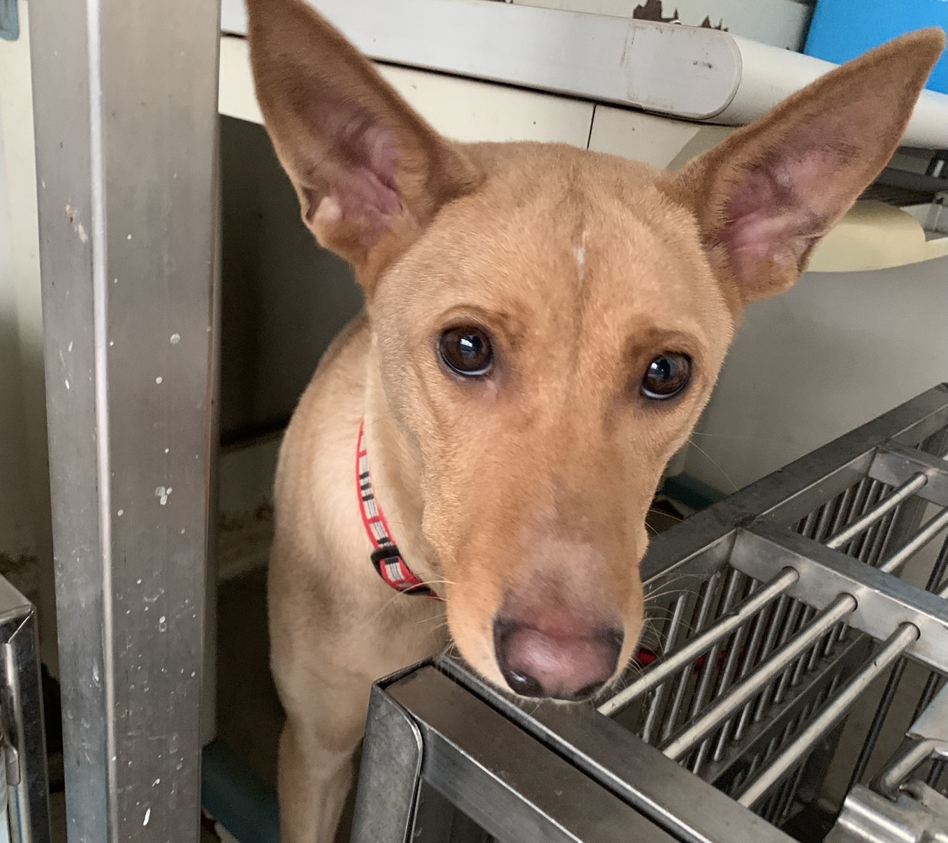 Photo of No. VAAAG115010810, Adult · Female · Medium · Mixed breed