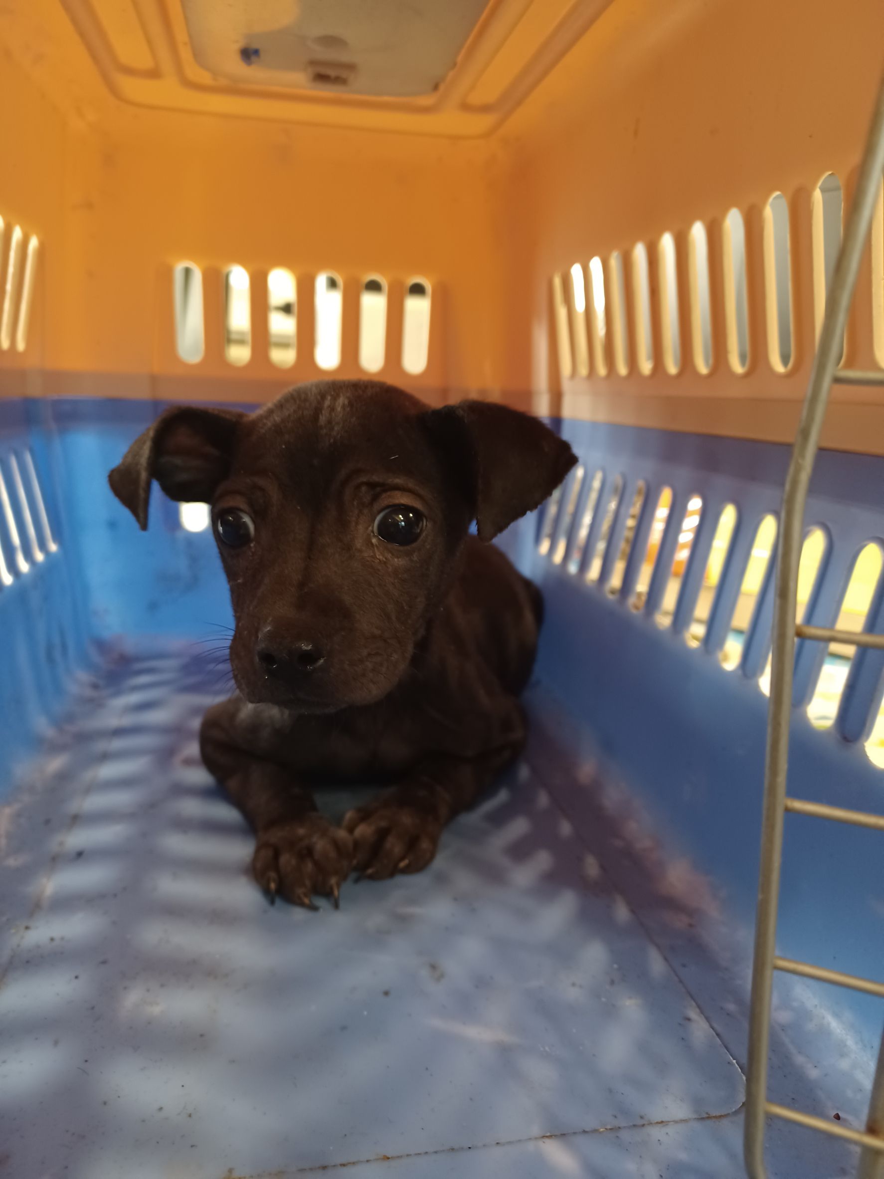 Black young male mixed-breed dog, Medium, shelter no. …0001