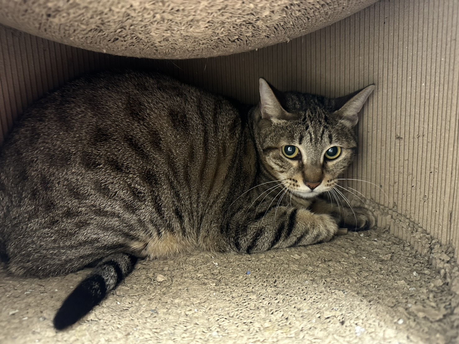 Tabby adult female mixed-breed cat, Medium, shelter no. …1003