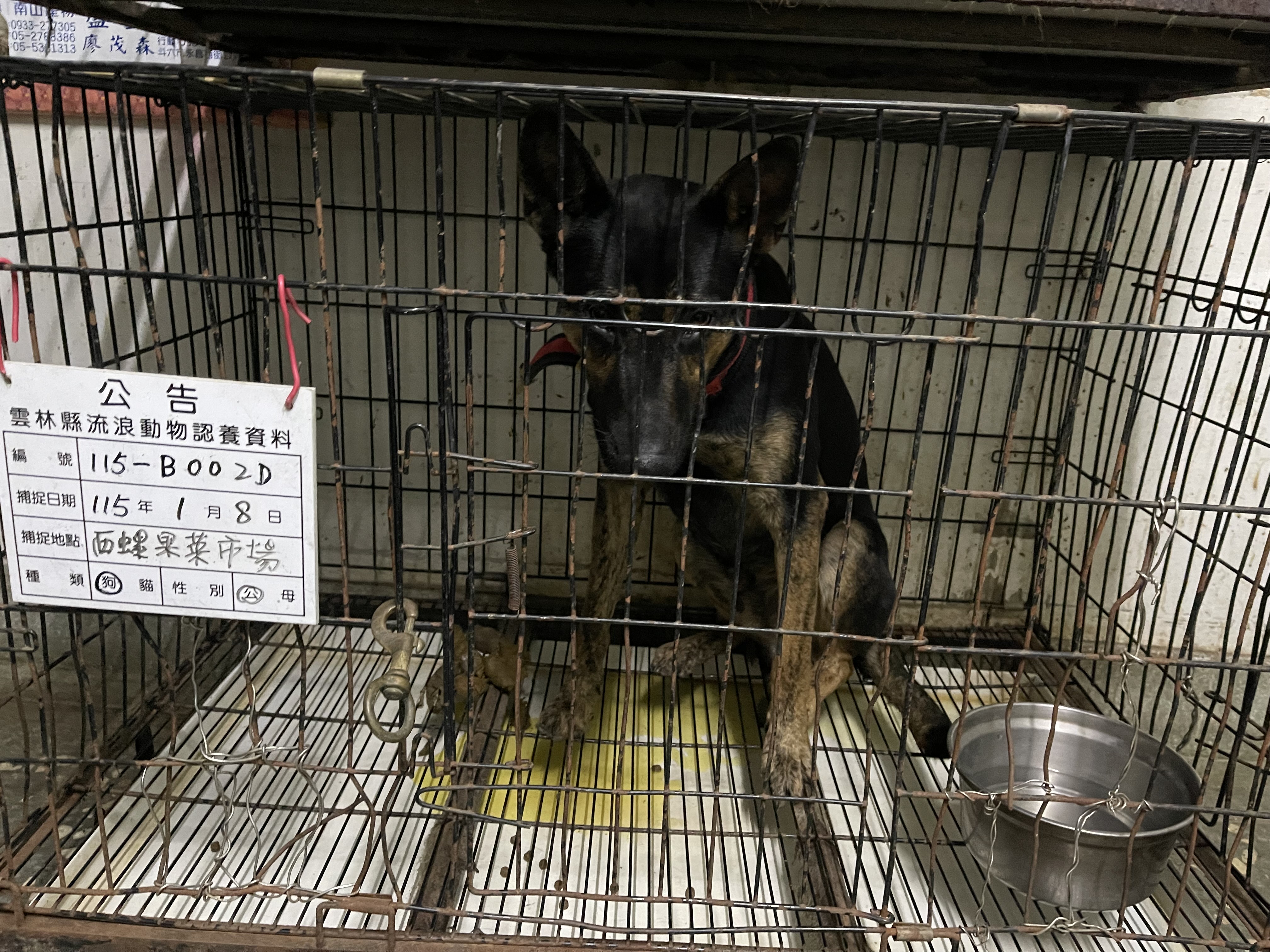 Photo of No. 115-B002D, Adult · Male · Large · Mixed breed