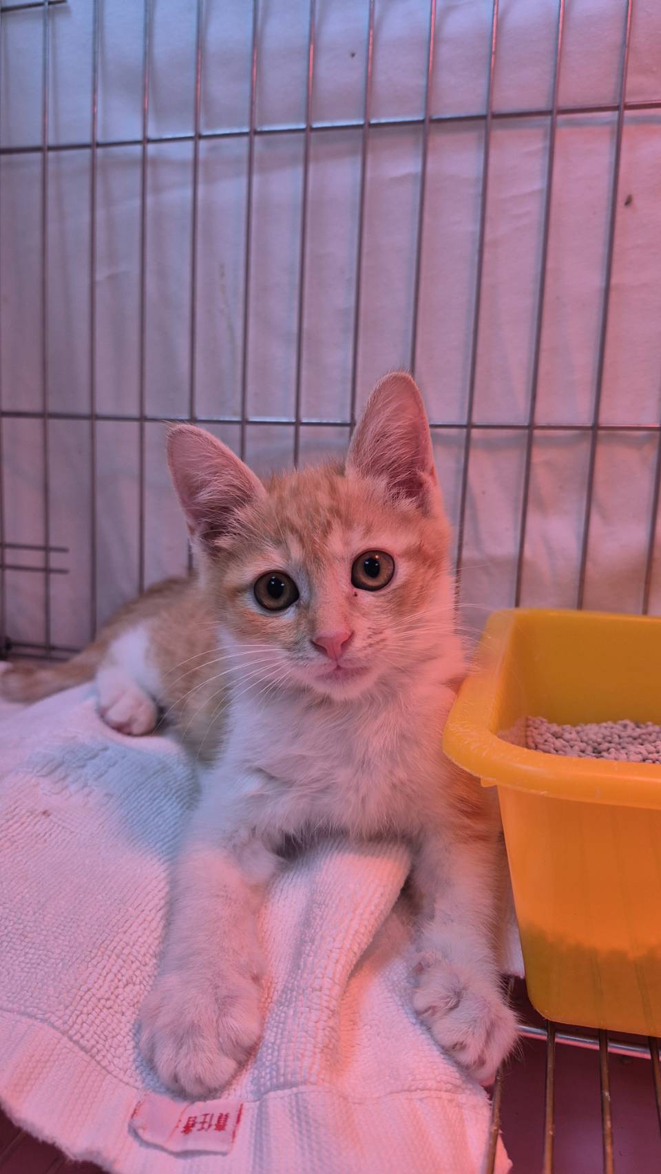 Photo of No. AAAIG1150113007, Young · Male · Small · Mixed breed