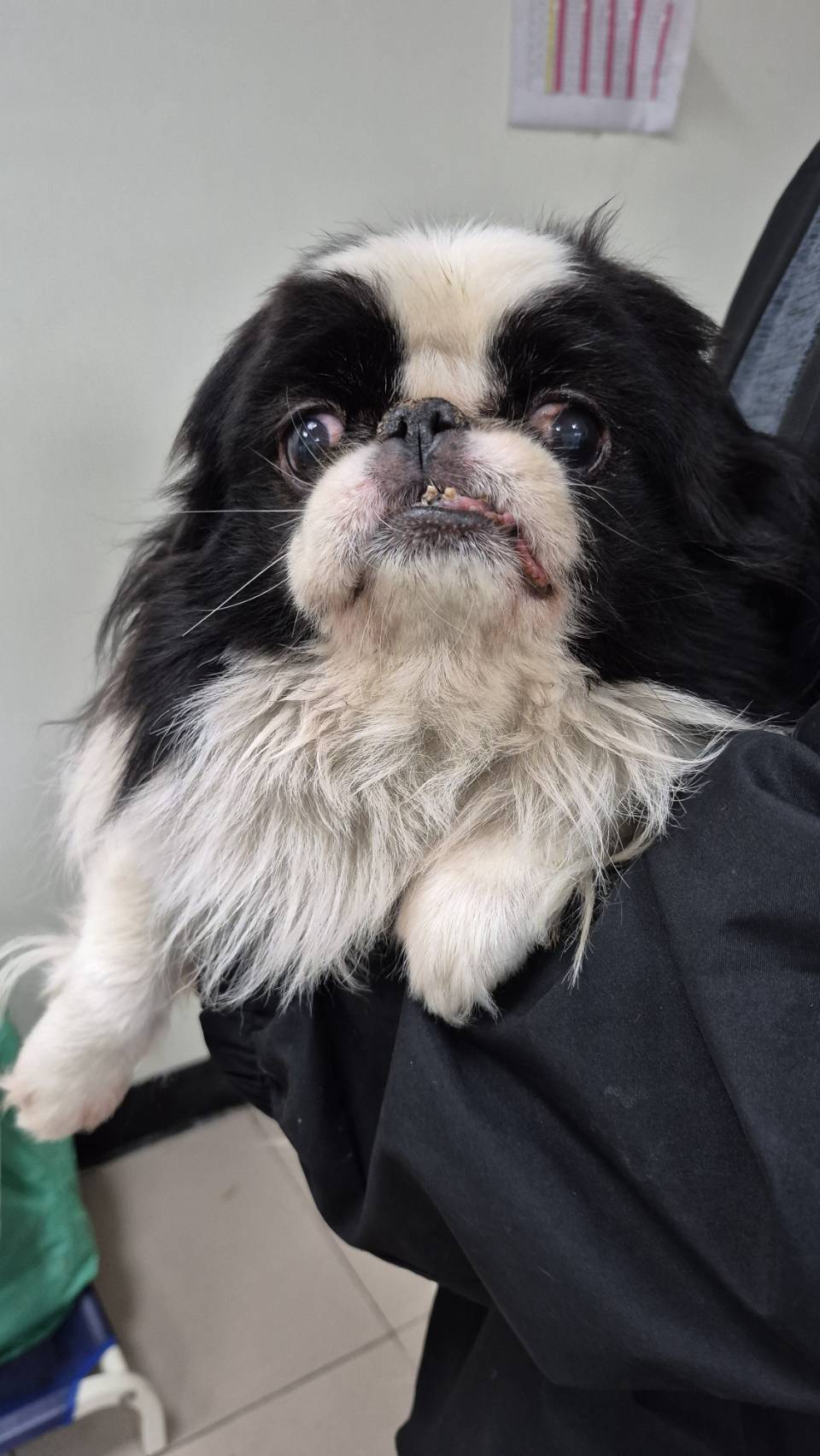 Photo of No. AAAIG1150113009, Adult · Male · Small · Japanese Chin