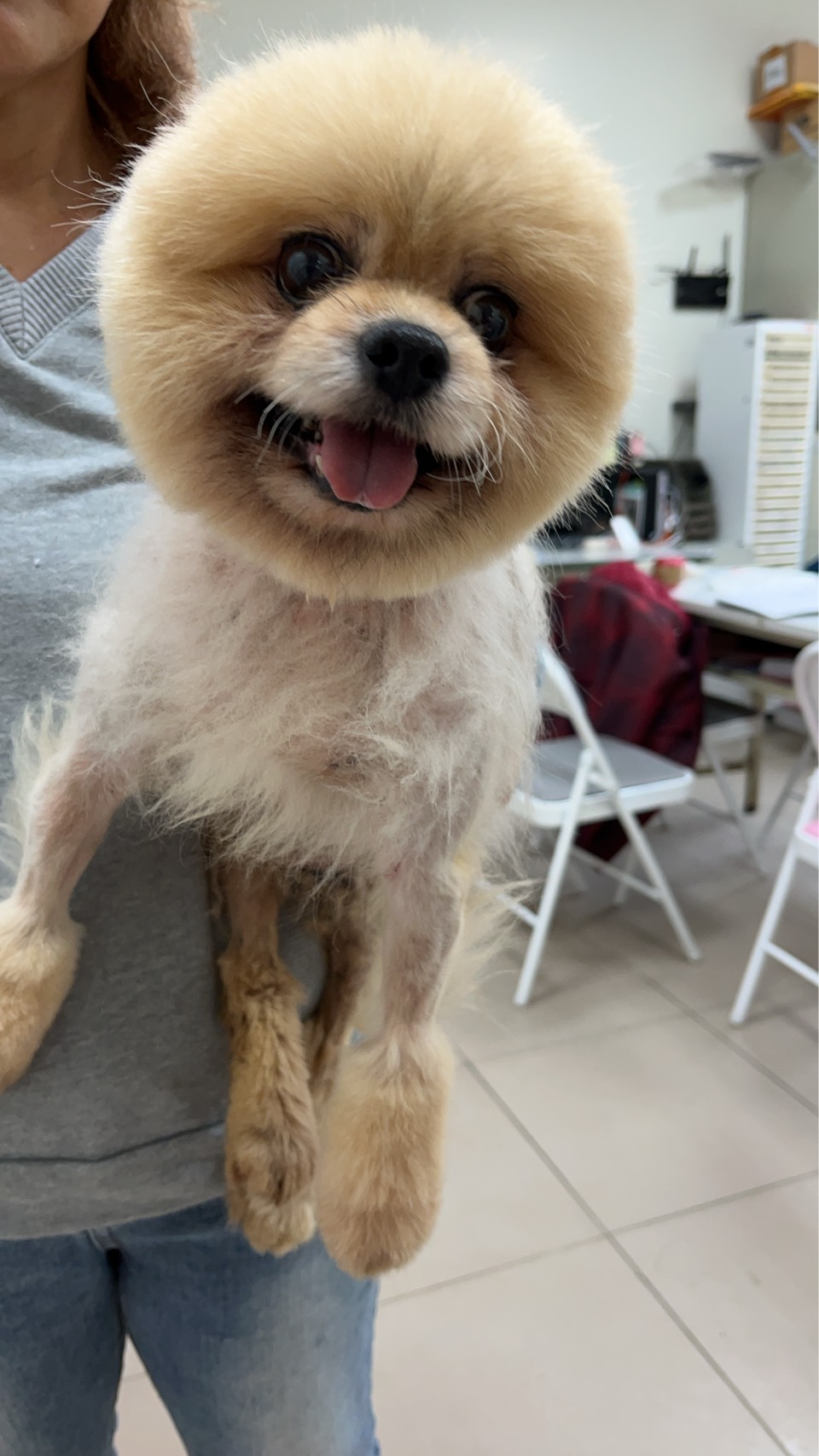 Photo of No. AAAIG1150113010, Adult · Male · Small · Pomeranian