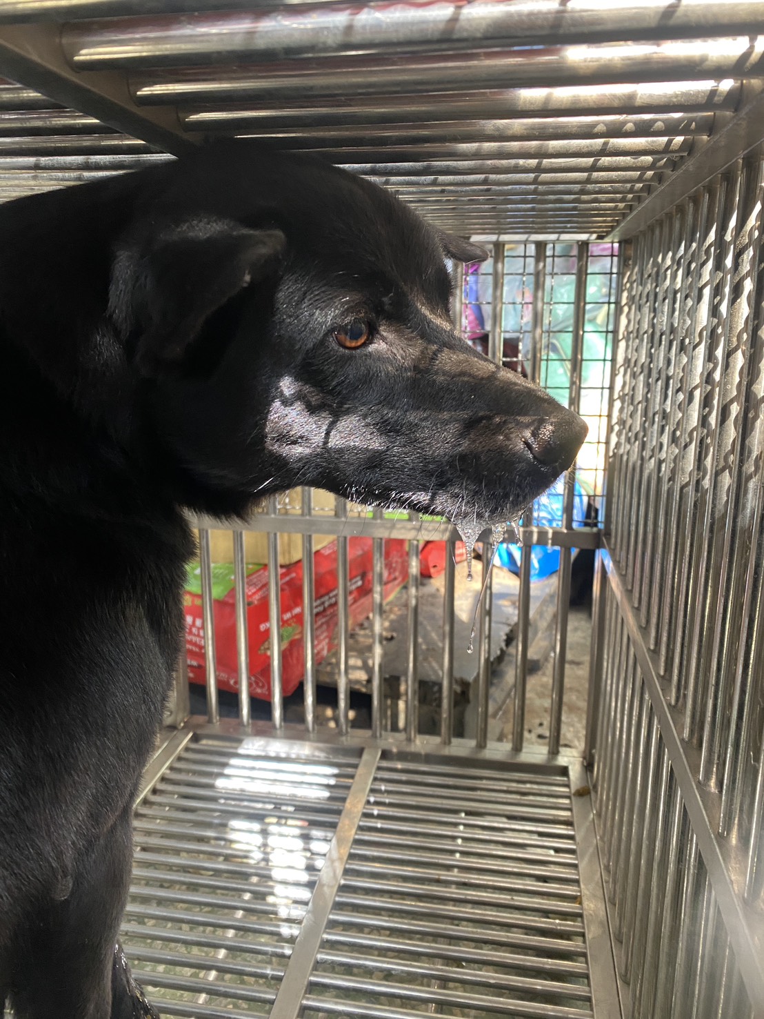 Black adult male mixed-breed dog, Medium, shelter no. …13-A