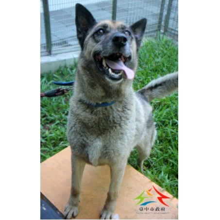 Photo of No. FAABG11412306005, Adult · Female · Large · Mixed breed