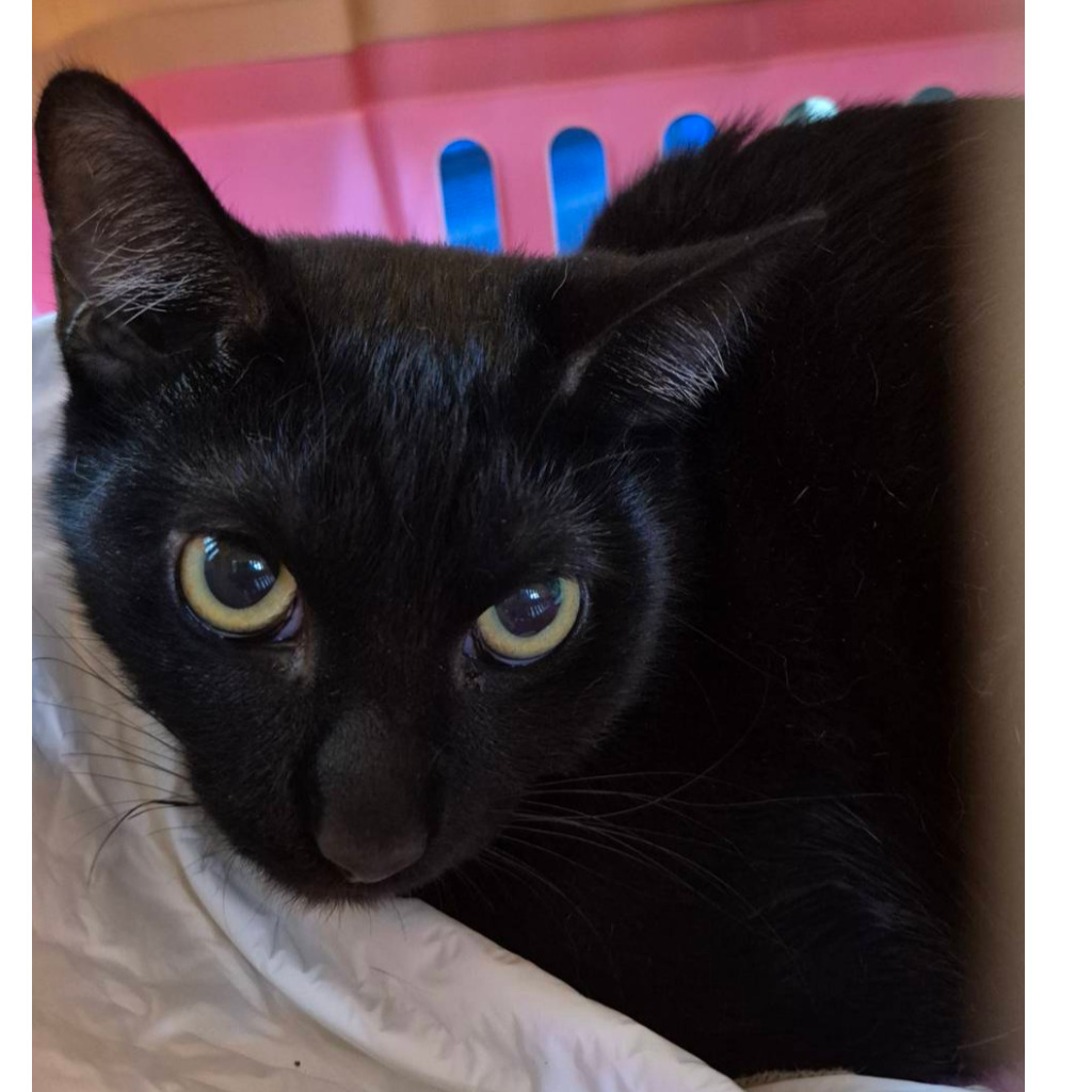 Photo of No. AAAIG1150114001, Adult · Female · Small · Mixed breed