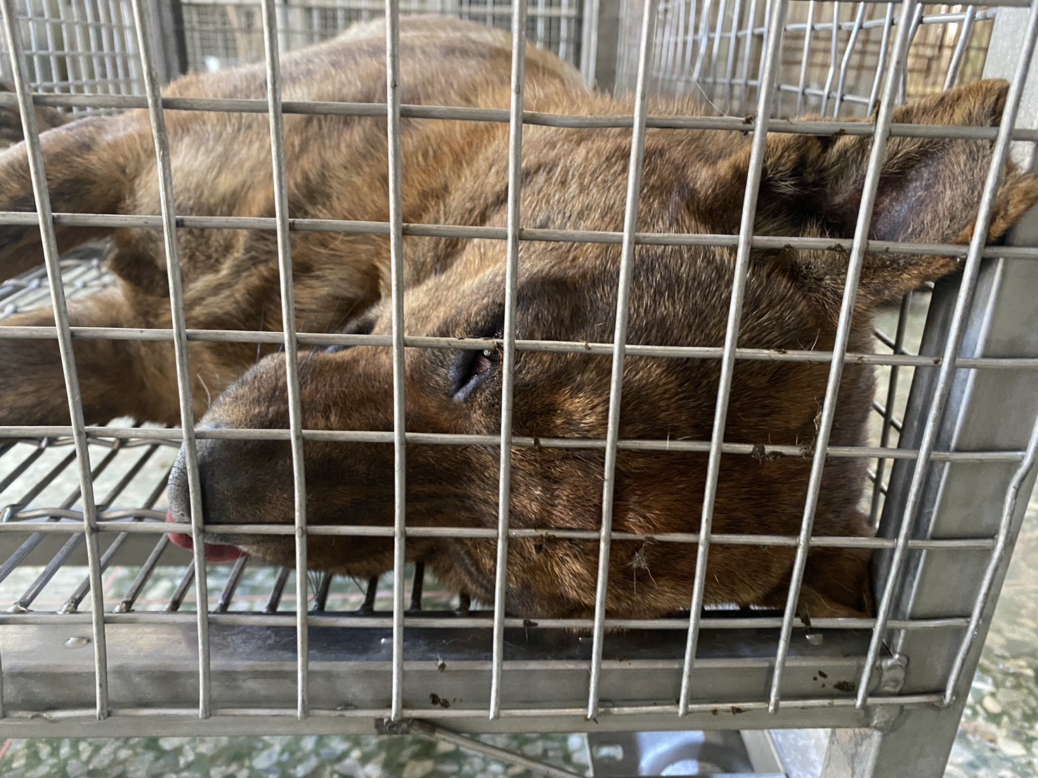 Photo of No. S150114-02, Adult · Male · Medium · Mixed breed