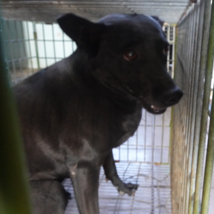 Black adult female mixed-breed dog, Medium, shelter no. …4-05