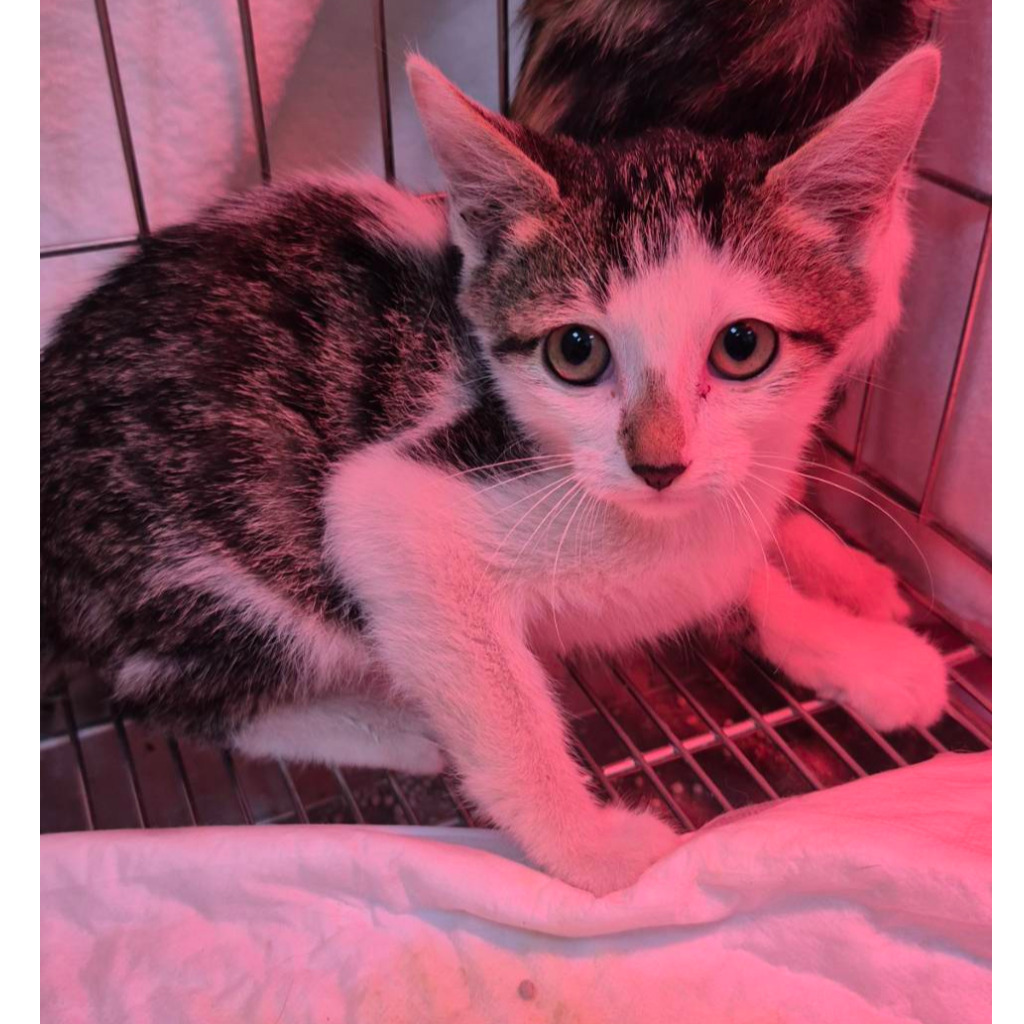 Photo of No. AAAIG1150119001, Young · Female · Small · Mixed breed