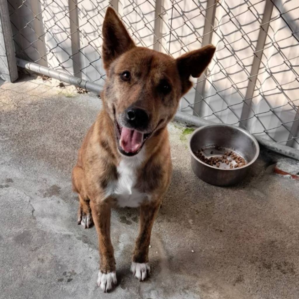 Brown-and-black adult male mixed-breed dog, Large, shelter no. …069D