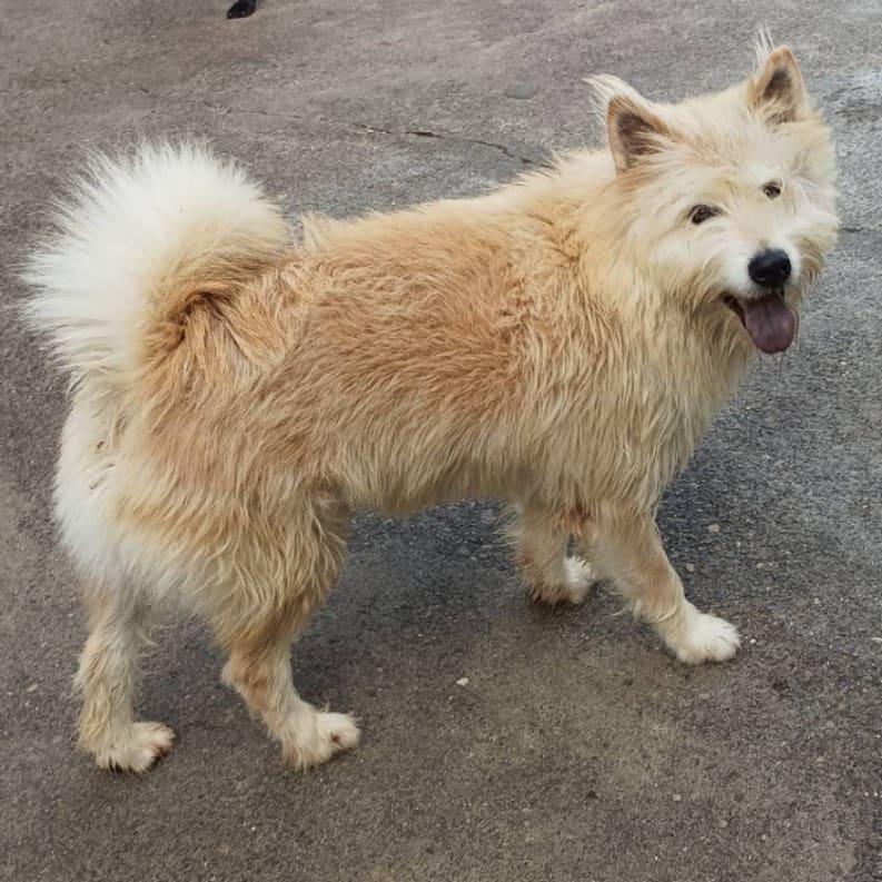 Photo of No. 112-H079D, Adult · Male · Large · Mixed breed