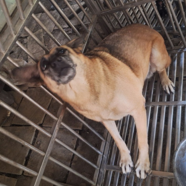 Photo of No. 108-E039D, Adult · Female · Large · Mixed breed