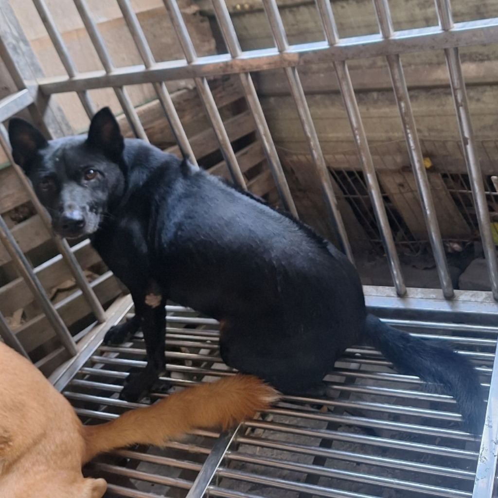 Black adult male mixed-breed dog, Large, shelter no. …001D