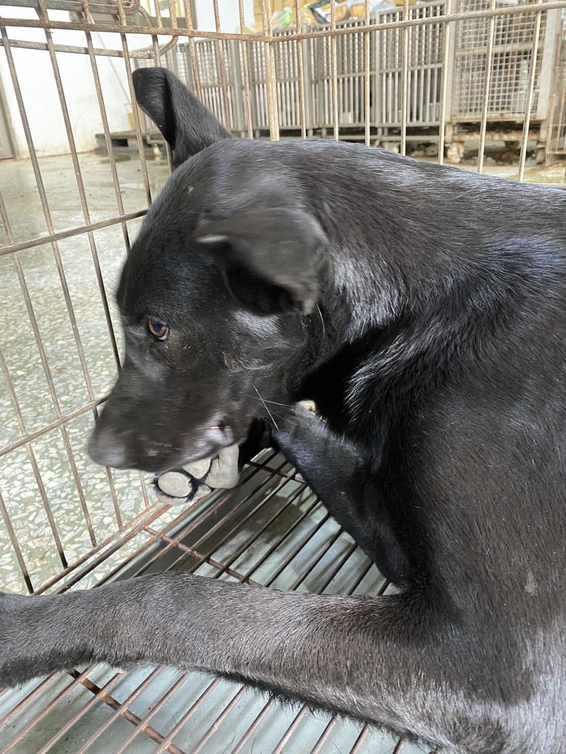 Photo of No. S150121-05, Adult · Male · Medium · Mixed breed
