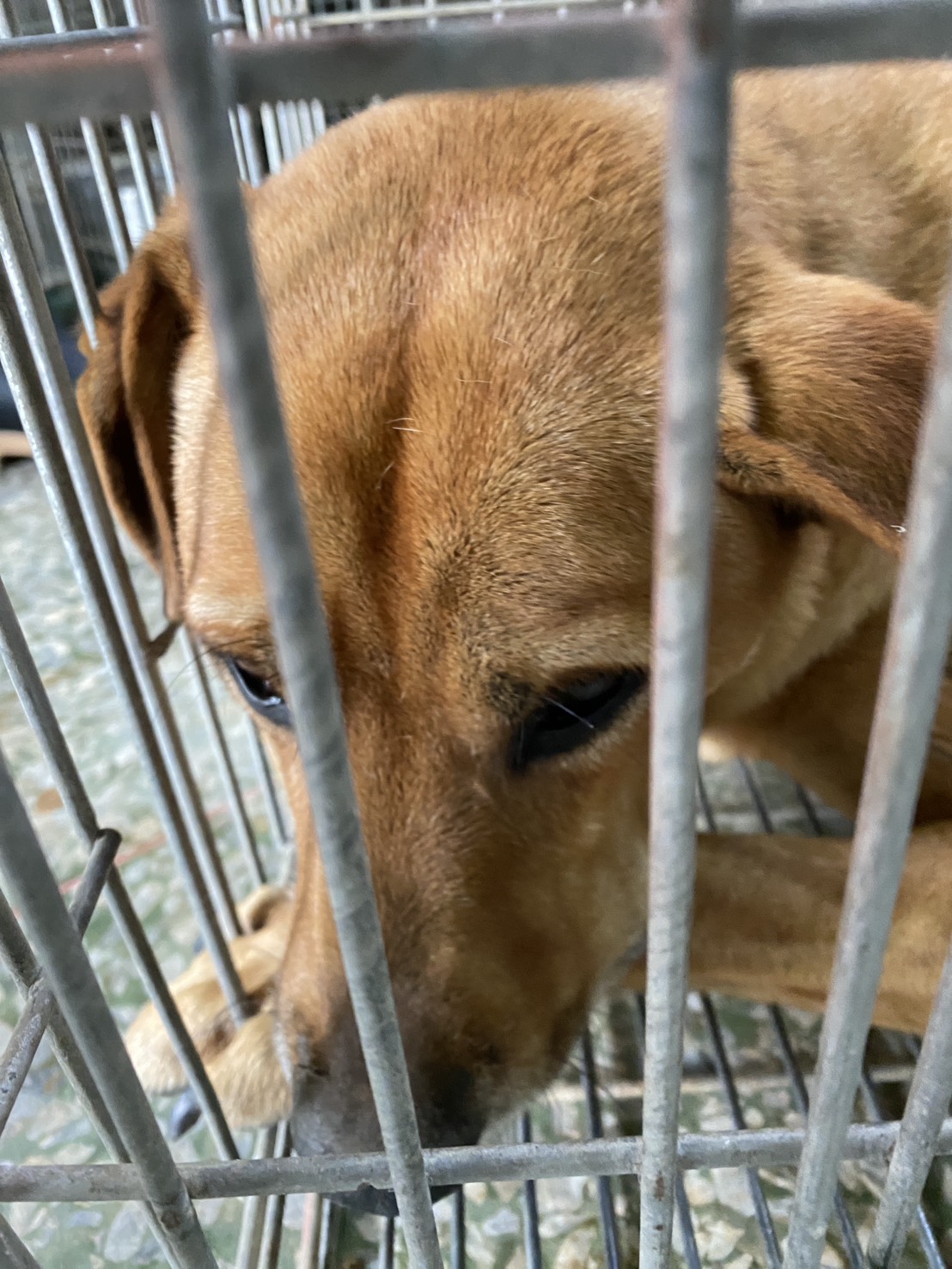Tan adult male mixed-breed dog, Medium, shelter no. …1-06