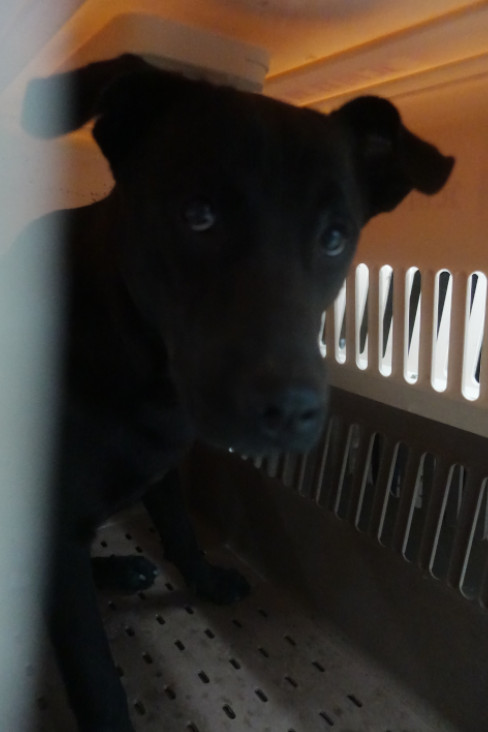 Photo of No. 1150175, Adult · Female · Large · Mixed breed