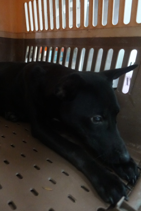 Black adult female mixed-breed dog, Large, shelter no. …0176