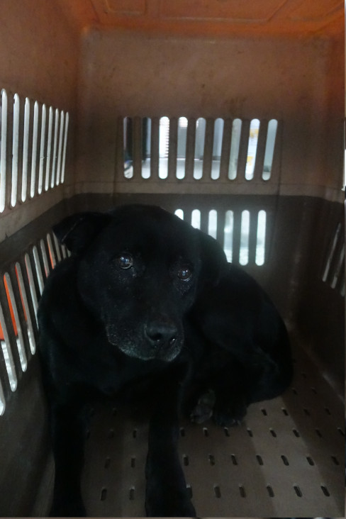 Photo of No. 1150177, Adult · Male · Large · Mixed breed